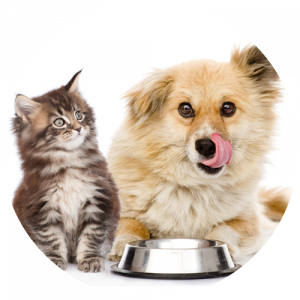 There is a cat and a dog eating